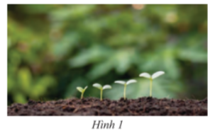 Giải Vận dụng trang 94 sách giáo khoa (SGK) toán lớp 8 tập 2 Chân trời